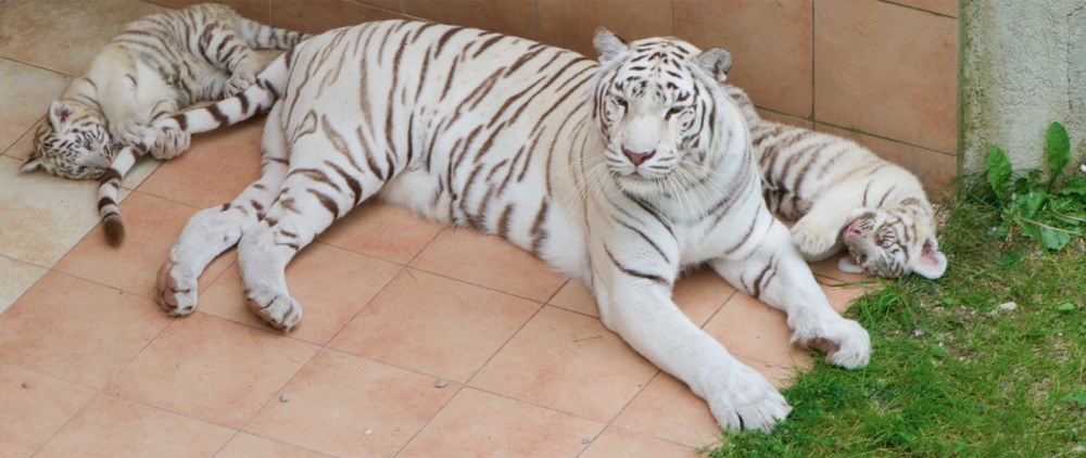 tiger650_